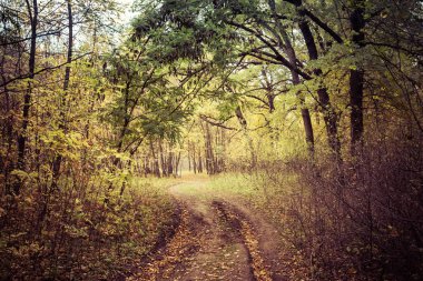 Peyzaj toprak orman yol Güz