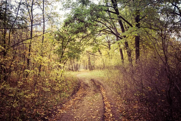 Пейзаж Грязи Лесной Дороге Осенью — стоковое фото