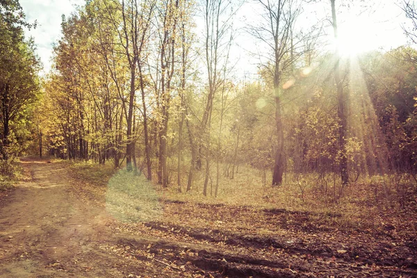 Landschaft Feldweg Herbst — Stockfoto