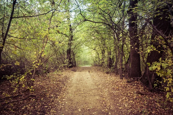 Landschaft Feldweg Herbst — Stockfoto