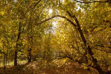 Sonbahar sarı yapraklar ile güneş parlıyor