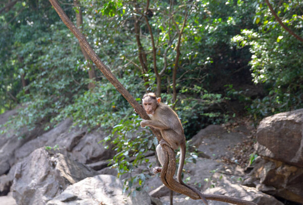 Indian Macaque Monkey in the wild. Bhagwan Mahavir Reserve