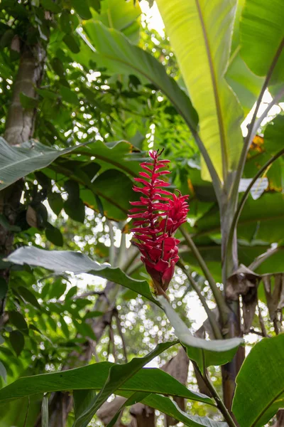 Leuchtend rote tropische Blume im Garten — Stockfoto