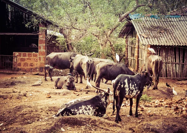 Indian Pets: Buffaloes, Birds, Dogs — Stock Photo, Image