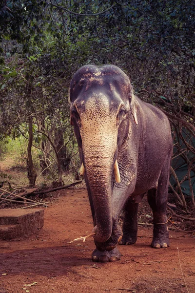 Indischer Elefant mit abgeschnittenen Stoßzähnen — Stockfoto