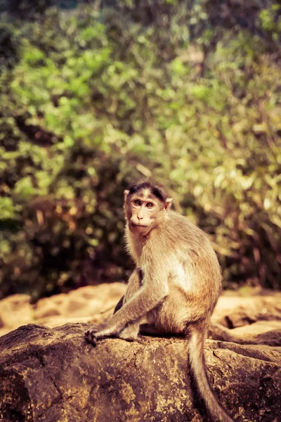 Macaco Macaco Indiano na natureza. Reserva de Bhagwan Mahavir — Fotografia de Stock