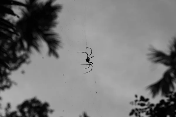 Grande ragno appeso su una ragnatela in una foresta tropicale — Foto Stock