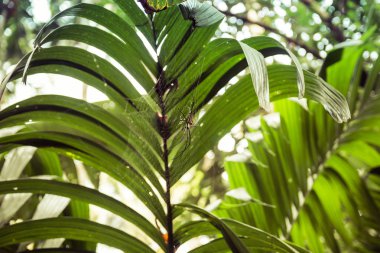 Tropik bir ormanda ağ üzerinde asılı büyük örümcek