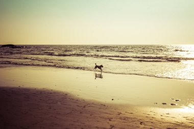 Sahilde köpekler Goa