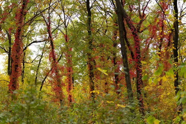 Wilde rote Trauben auf einem Waldbäumen — Stockfoto