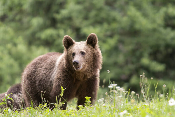 Карпатский бурый медведь в природной среде. Бурый медведь
