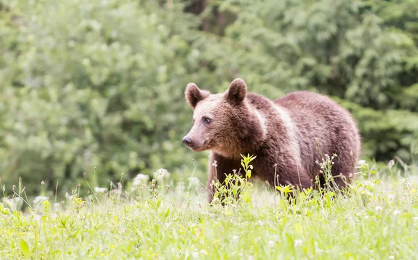 Carpathian Brown Bear Hes Natural Environment Eurasian Brown Bear — Stock Photo, Image