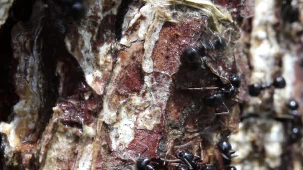 Formigas Marchando Uma Árvore Procura Comida — Vídeo de Stock