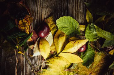 Yeşil ve sarı yapraklı sonbahar ahşap arka planı