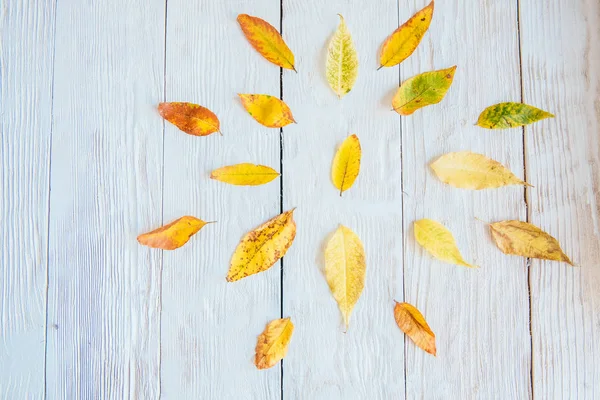 Φθινοπωρινή Σύνθεση Μοτίβο Από Φθινοπωρινά Φύλλα Βελανίδι Κουκουνάρια Επίπεδη Θέα — Φωτογραφία Αρχείου