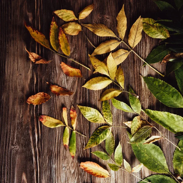 Φθινόπωρο Ξύλινο Φόντο Πράσινο Και Κίτρινο Φύλλα Flatlay — Φωτογραφία Αρχείου