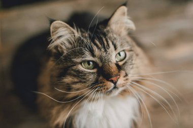 Gri kedi çizgili kürk ile portresi 