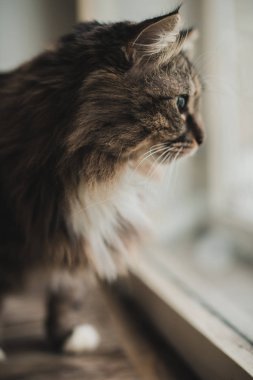 Gri kedi çizgili kürk ile portresi 