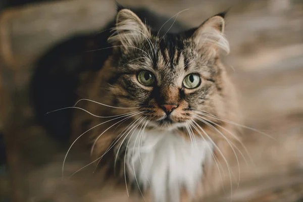스트라이프 모피와 고양이의 초상화 — 스톡 사진