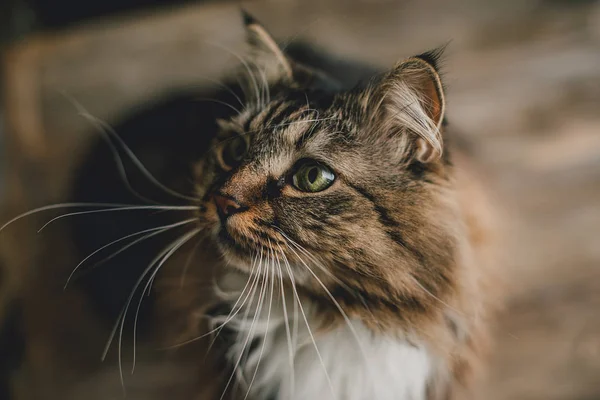 Retrato Gato Cinza Com Pele Listrada — Fotografia de Stock