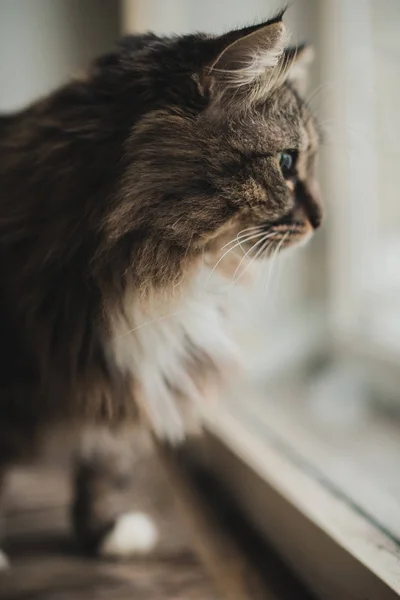 Portret Szary Kot Futra Paski — Zdjęcie stockowe