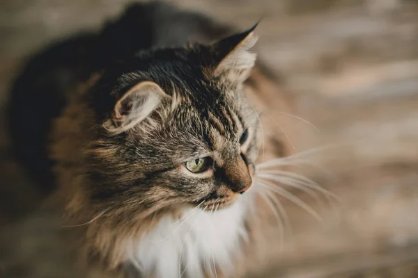 스트라이프 모피와 고양이의 초상화 — 스톡 사진