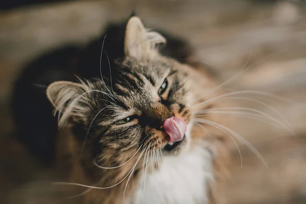 Ritratto Gatto Grigio Con Pelliccia Rigata — Foto Stock