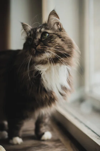 Retrato Gato Cinza Com Pele Listrada — Fotografia de Stock