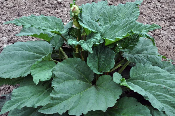 Rhubarb Farmyard Large Green Leaves Used Food Stock Photo