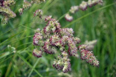 Otlar Dactylis glomerata değerli yem kültürü hayvan ıslahı için çiçekli
