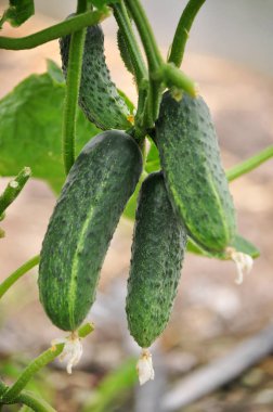 Salatalık meyve ve yaprakları ile Polikarbonat seralarda büyümek