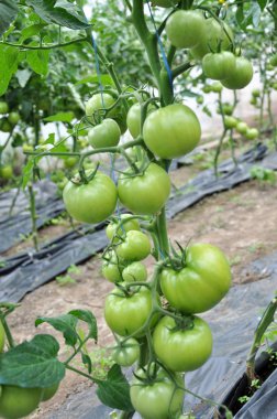 Polikarbon sera çalıların üzerinde yeşil domates grow