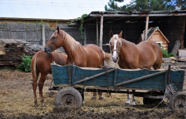 Bir çift bitmemiş atlar ve bir ahşap sepeti yakınındaki bir genç at