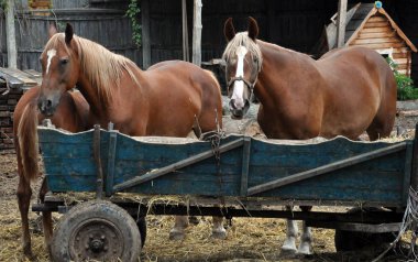 Bir çift bitmemiş atlar ve bir ahşap sepeti yakınındaki bir genç at