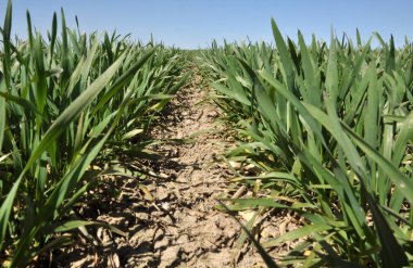 Yakın saha bahar buğday ile iyi durumda