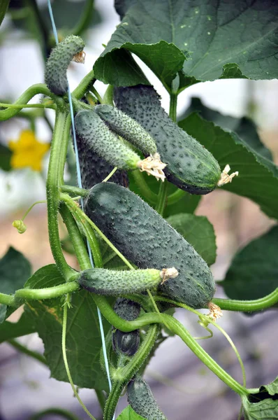Salatalık meyve ve yaprakları ile Polikarbonat seralarda büyümek