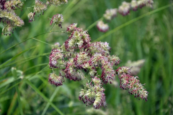 Otlar Dactylis glomerata değerli yem kültürü hayvan ıslahı için çiçekli
