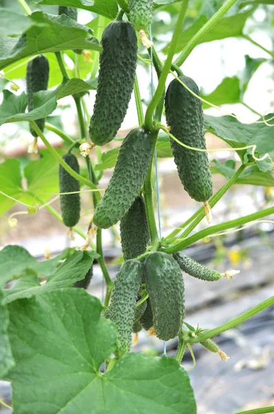 Pepinos Con Frutas Hojas Crecen Invernaderos Policarbonato — Foto de Stock