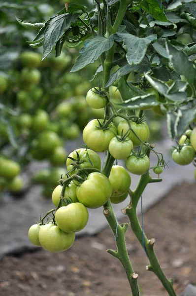 緑のトマトはポリカーボネート温室で茂みに成長します — ストック写真