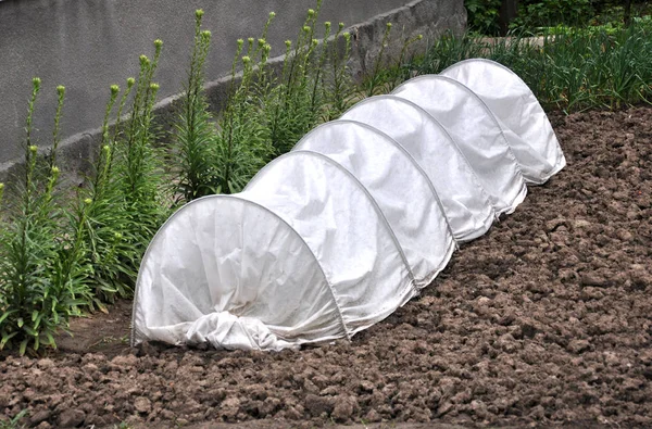 Mini sera büyüyen fidan ve sebze