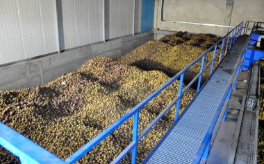 Geri dönüşüm için konveyör için beslenme için nişasta Fabrikası'nda hazırlanan patates ile alışveriş