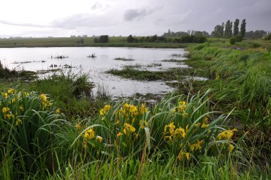 Sahilde sarı süsen ile bahar gölet köyün kenarına