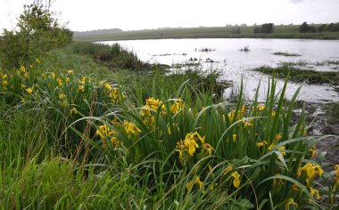 Sahilde sarı süsen ile bahar gölet köyün kenarına