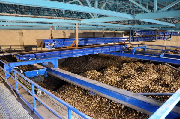 Geri dönüşüm için konveyör için beslenme için nişasta Fabrikası'nda hazırlanan patates ile alışveriş
