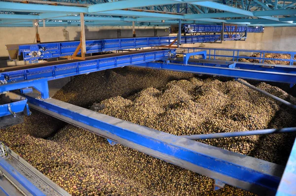 Geri dönüşüm için konveyör için beslenme için nişasta Fabrikası'nda hazırlanan patates ile alışveriş