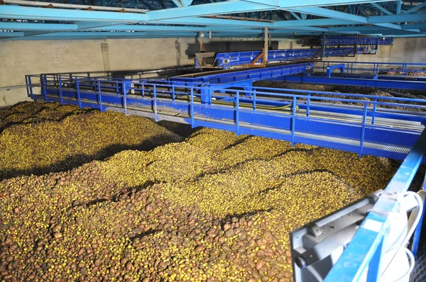 Geri dönüşüm için konveyör için beslenme için nişasta Fabrikası'nda hazırlanan patates ile alışveriş