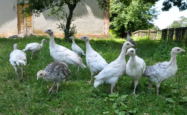 Beyaz Kuş Tüyü Ile Genç Hindi Rustik Yarda Yeşil Çimenlerin — Stok fotoğraf