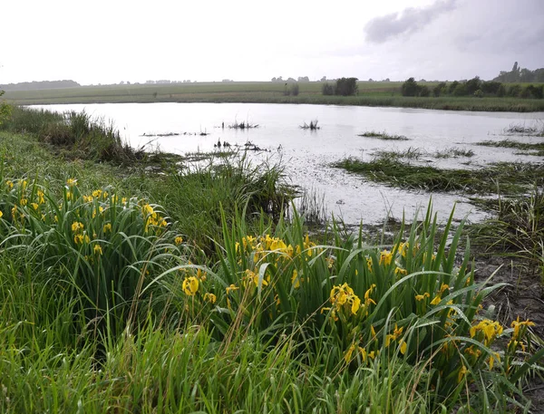 Quellteich Dorfrand Mit Gelben Schwertlilien Ufer — Stockfoto