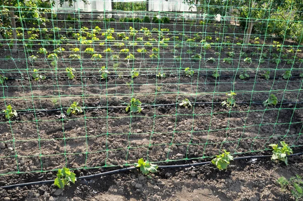 Cucumbers are grown on drip irrigation and grow on a vertical grid