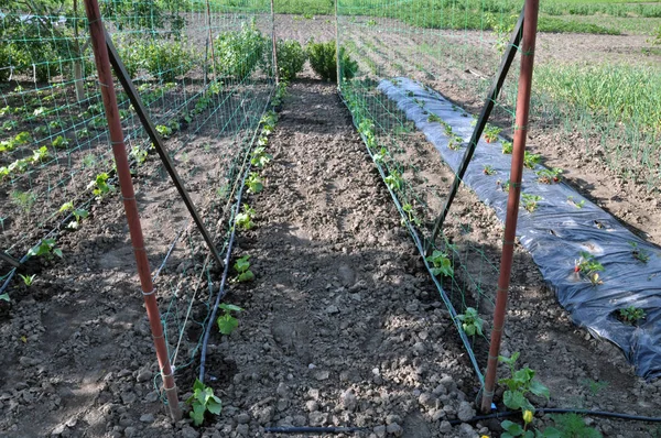 Gurken Werden Auf Tropfbewässerung Angebaut Und Wachsen Auf Einem Vertikalen — Stockfoto